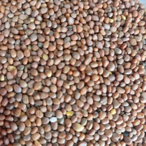 NABO FORRAGEIRO IPR 116